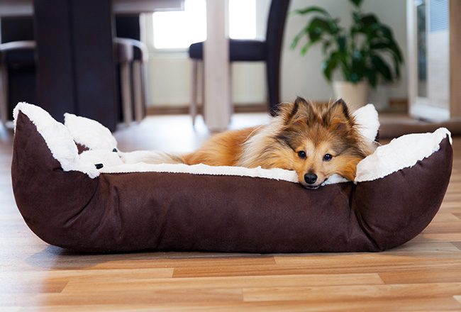 Choosing the Perfect Spot for Your Dog Bed