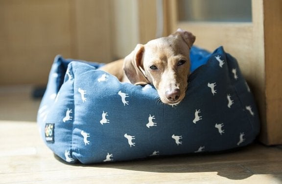 Choosing the Perfect Spot for Your Dog Bed in the Bedroom