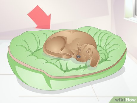 Choosing the Perfect Spot for Your Dog Bed in the Bedroom