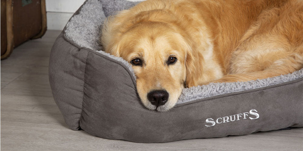 Choosing the Right Bed for Your Dog Pet Care Products