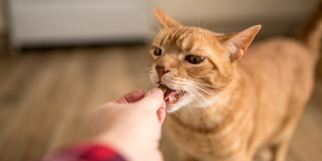 Choosing the Top Cat Treats for Your Pet