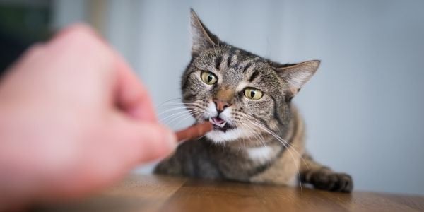 Choosing the Top Cat Treats for Your Pet