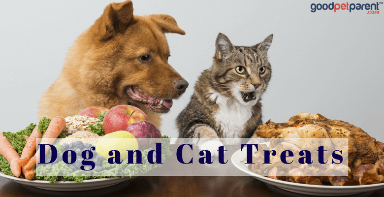 Choosing the Top Cat Treats for Your Pet