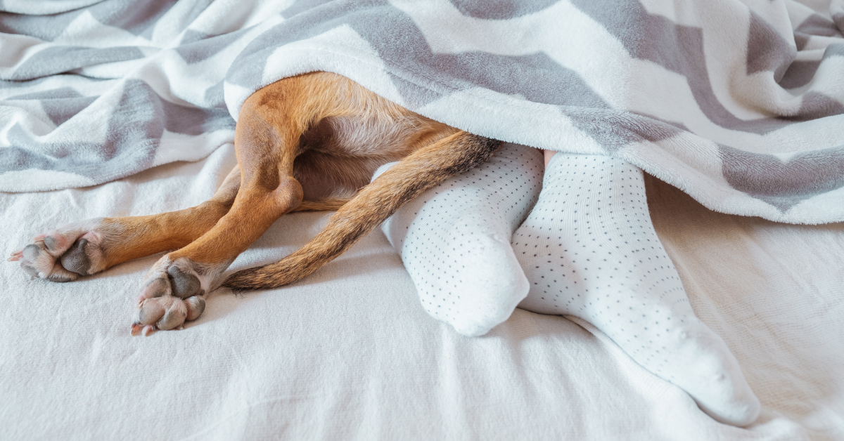 Do Dogs Benefit from a Bedtime Routine?