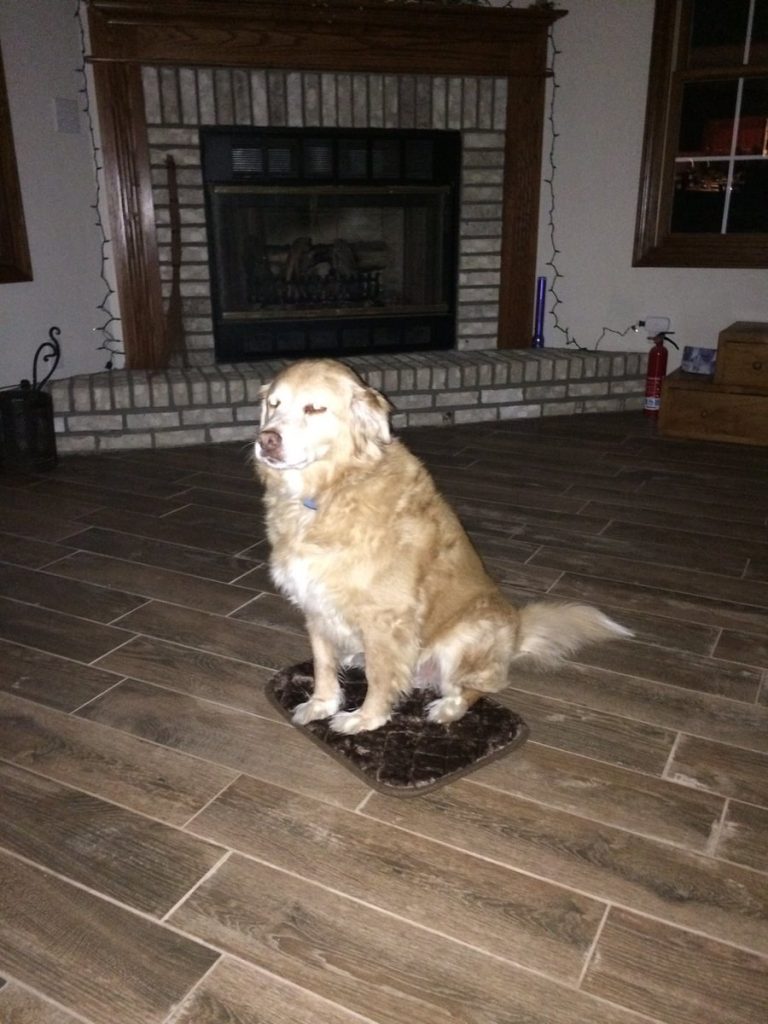 Do dogs prefer big or small beds?