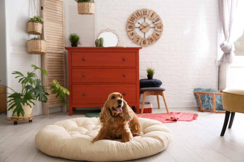 Do dogs prefer round or square beds?