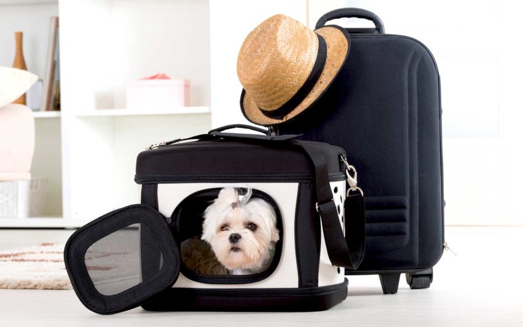 Essential Pet Care Products for Traveling