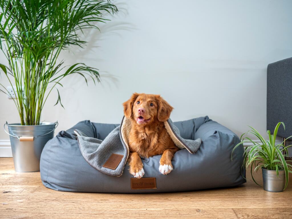 How frequently should I purchase a bed for my dog?