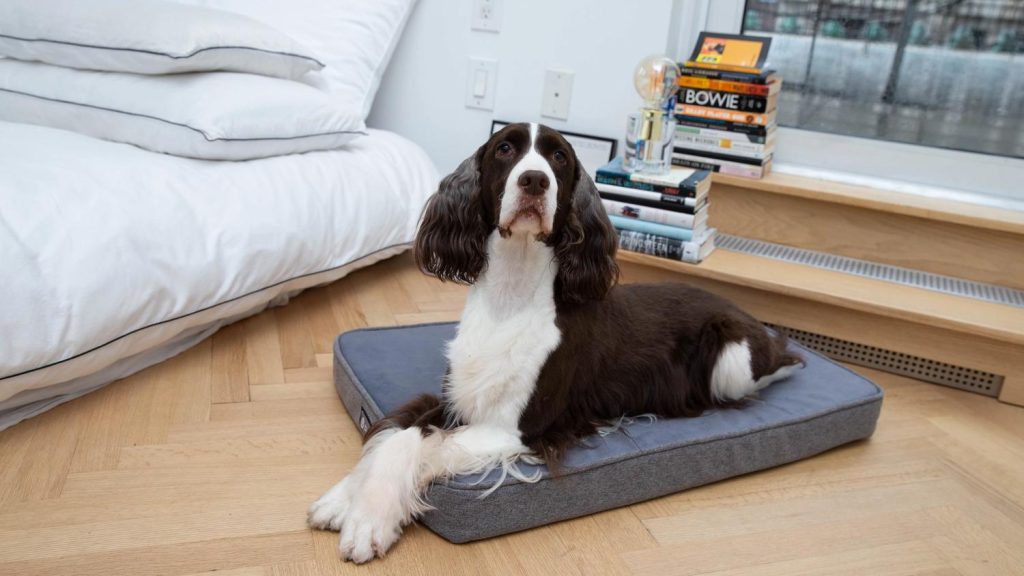 How frequently should I purchase a bed for my dog?