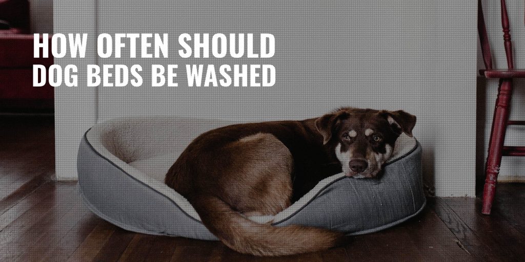 How Often Should You Wash Your Dog Bed?