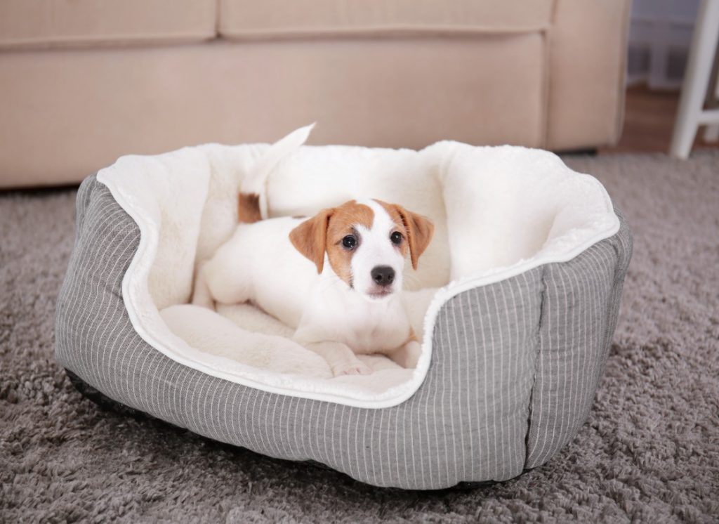 How Often Should You Wash Your Dog Bed?