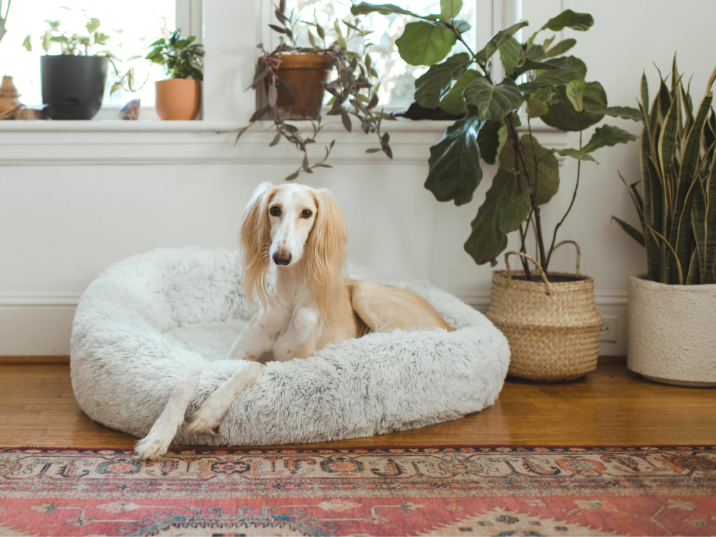 How Often Should You Wash Your Dog Bed?