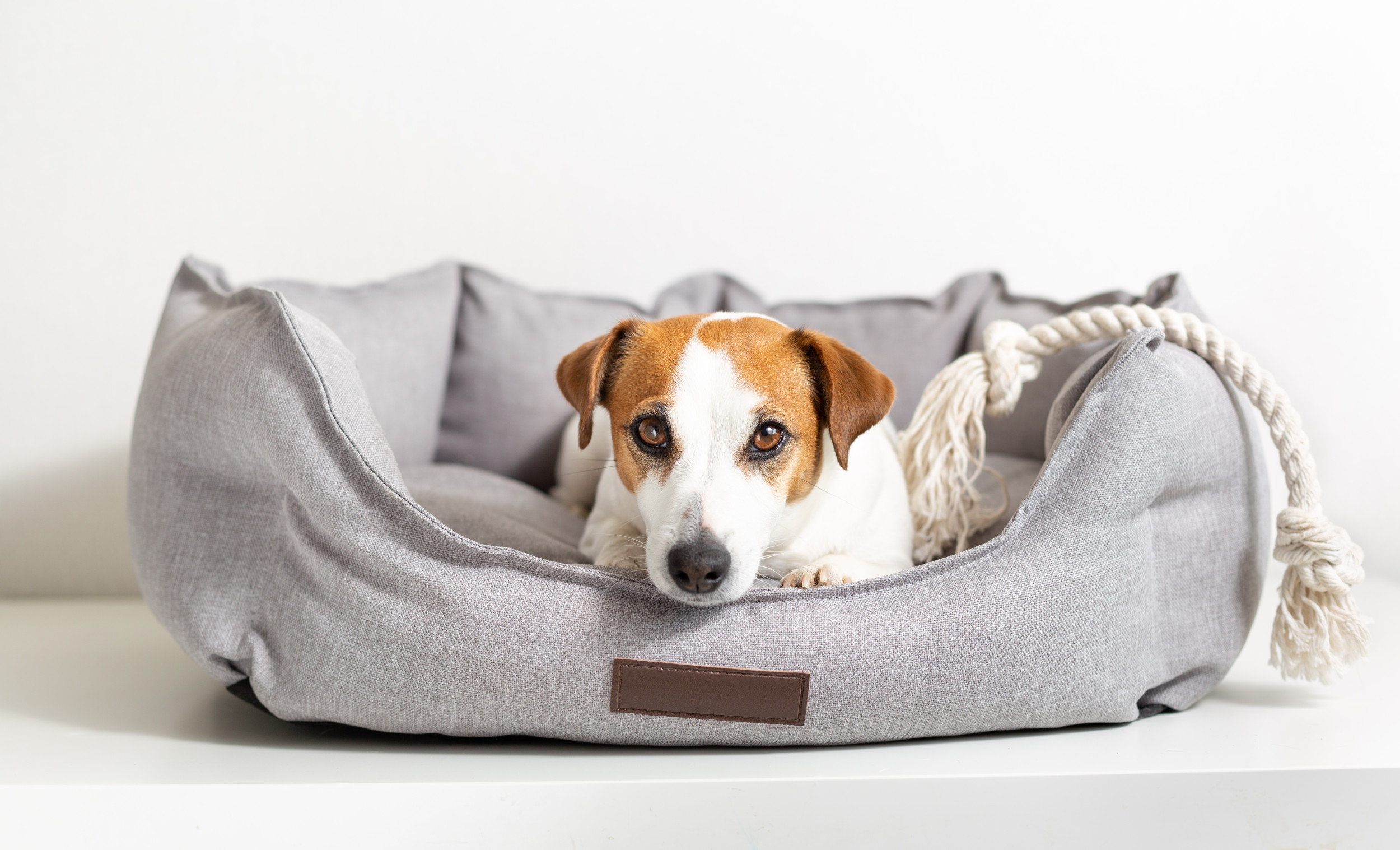 How Often Should You Wash Your Dog Bed?