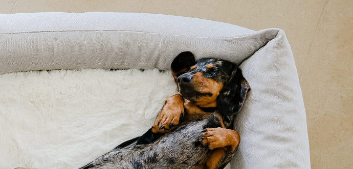 How to Choose the Perfect Dog Bed