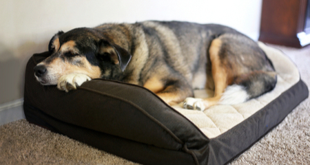 How to Choose the Perfect Dog Bed