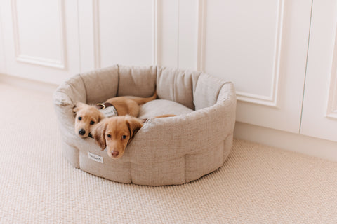 How to Choose the Perfect Dog Bed