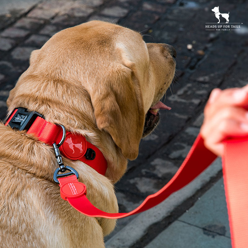 Must-Have Collars and Leashes