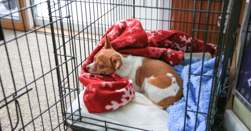 Should You Keep a Dog Crate in Your Bedroom at Night?