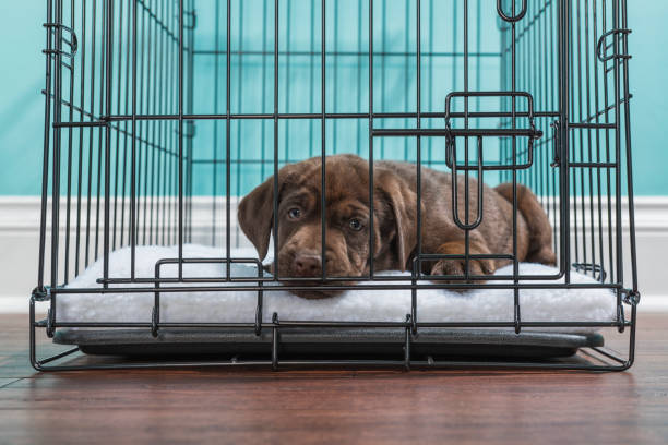 Should You Keep a Dog Crate in Your Bedroom at Night?