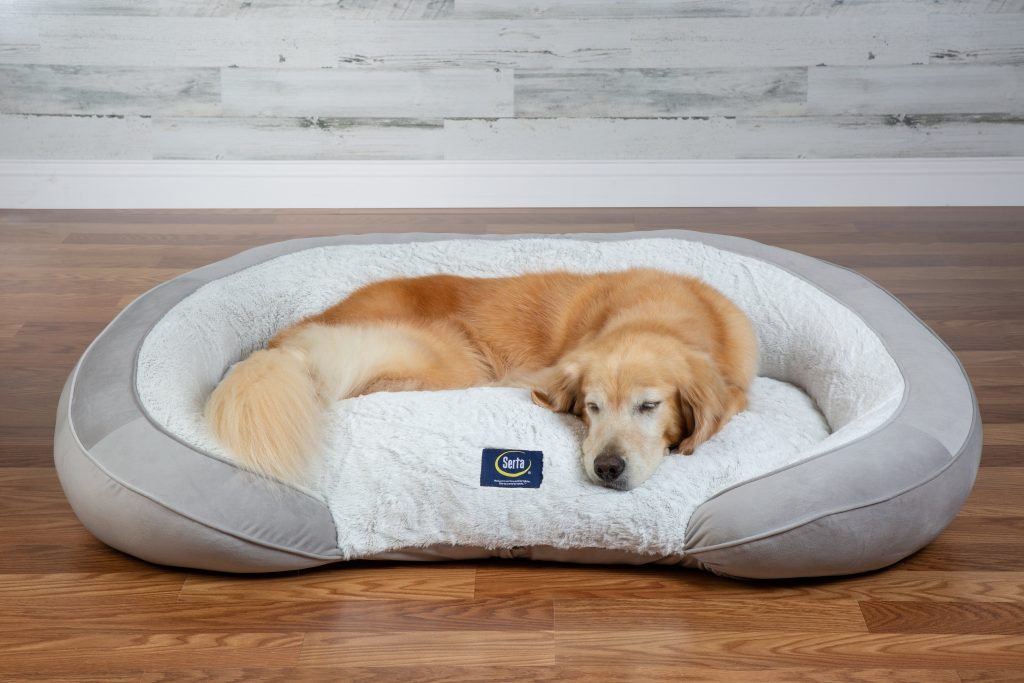 The Comfort of Memory Foam Beds for Dogs