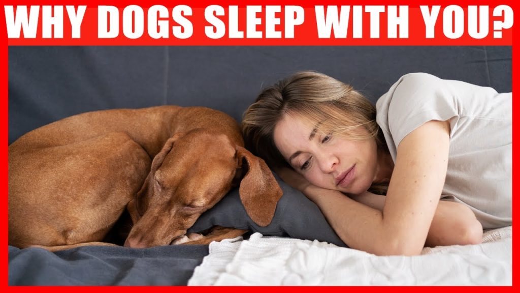 The Fascinating Reason Why Dogs Prefer Human Beds