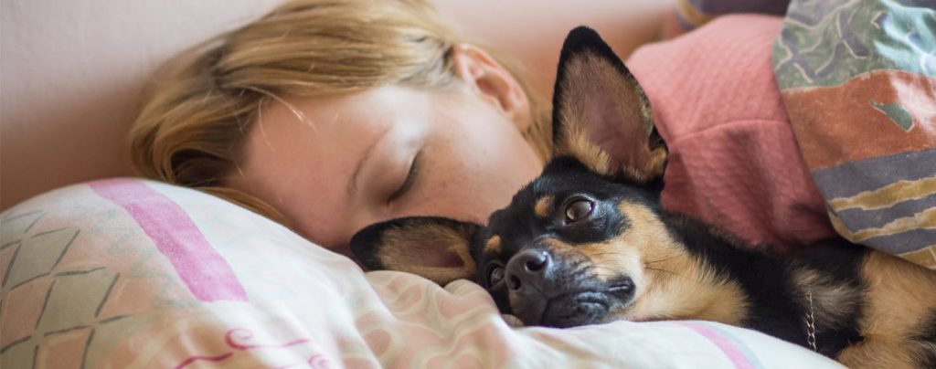 The Fascinating Reason Why Dogs Prefer Human Beds