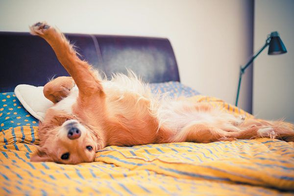 The Fascinating Reason Why Dogs Prefer Human Beds