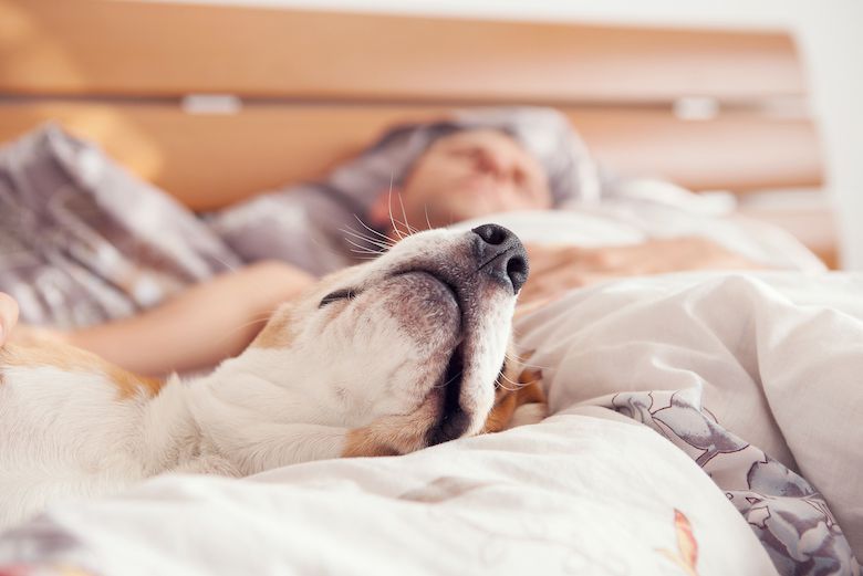 The Fascinating Reason Why Dogs Prefer Human Beds