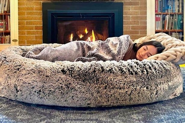 The Fascination of Dogs with Human Beds