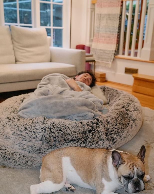 The Fascination of Dogs with Human Beds