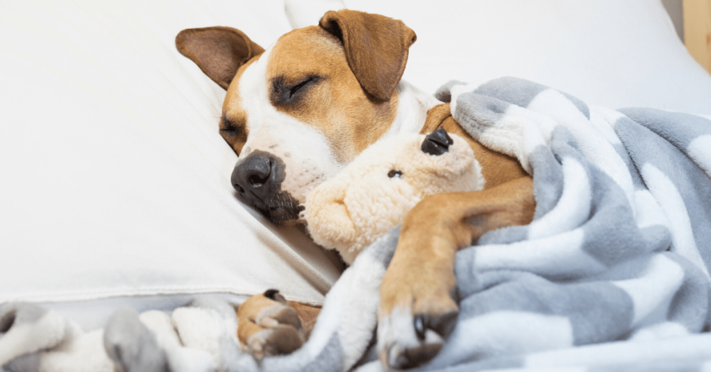 The importance of setting a bedtime for dogs