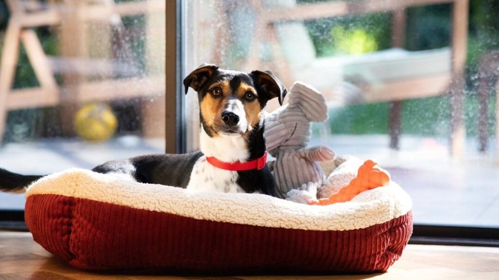 The importance of setting a bedtime for dogs