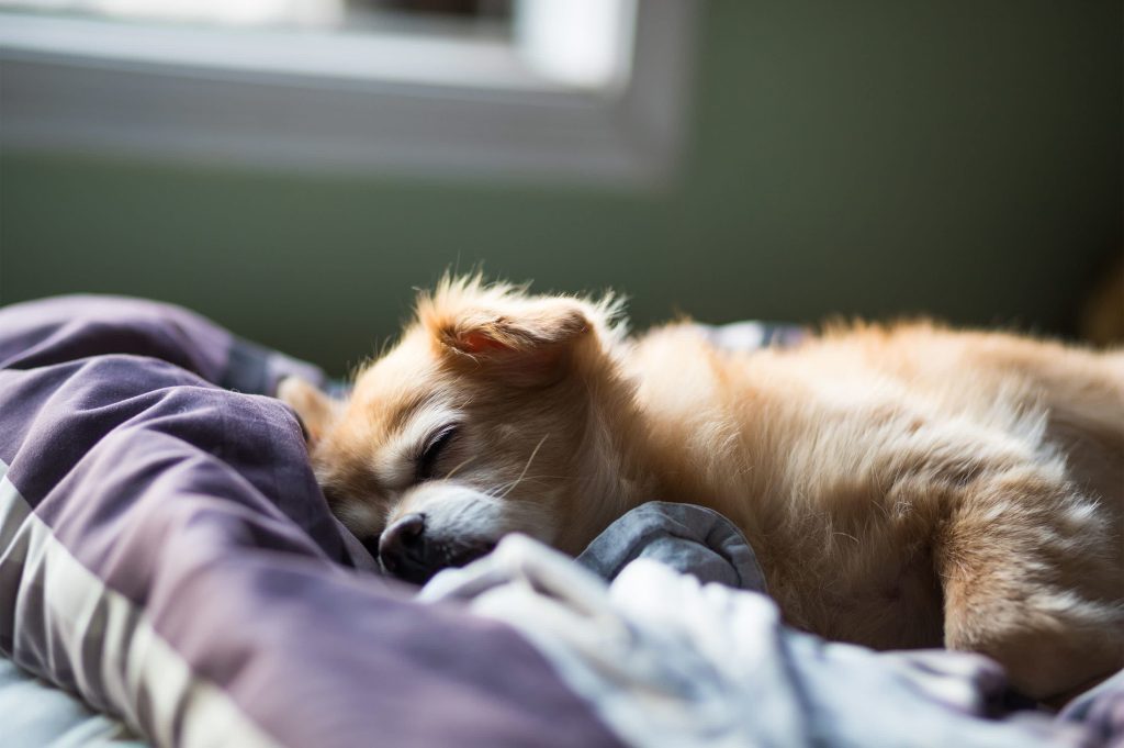 The importance of setting a bedtime for dogs