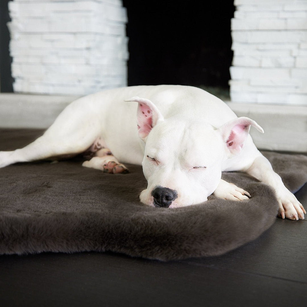 The Preference of Dogs: Beds or the Floor?