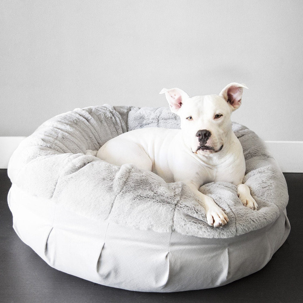 The Preference of Dogs: Beds or the Floor?