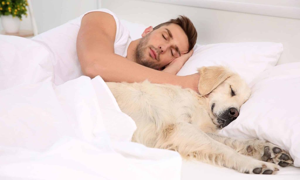 The Relationship Between Dogs and Sleep