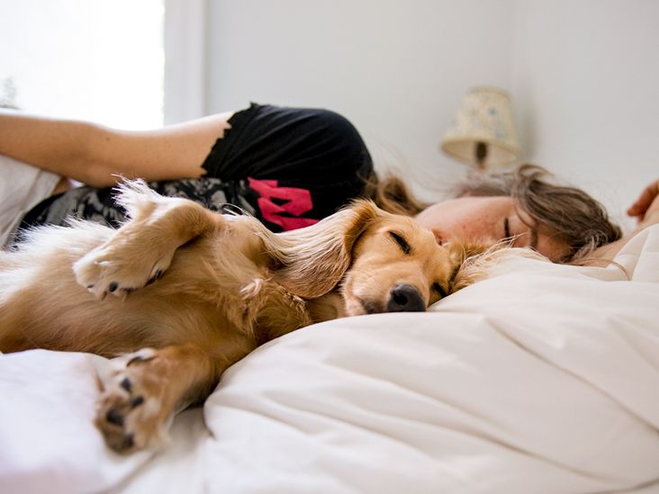 The Relationship Between Dogs and Sleep