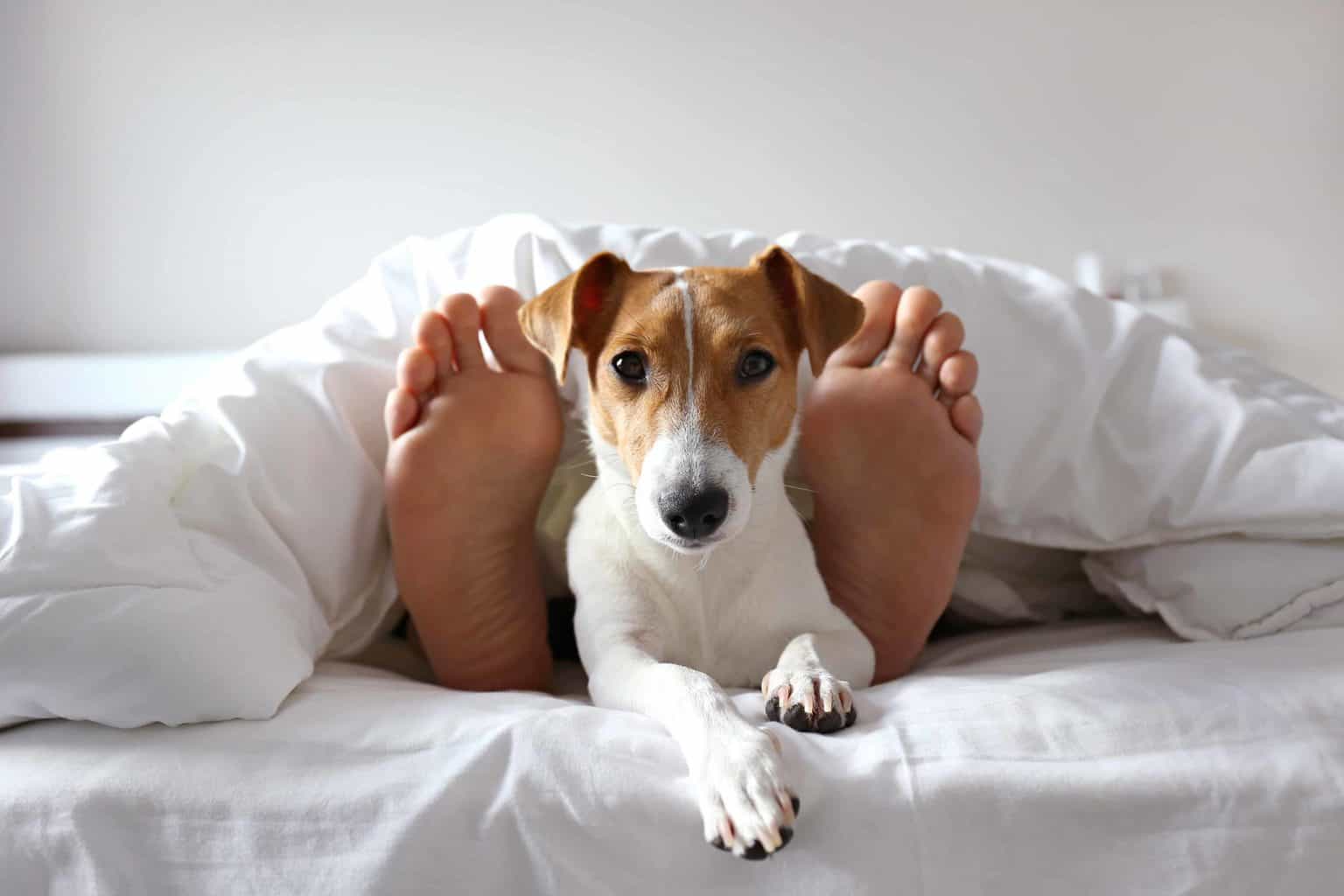 The Sleeping Habits of Dog Owners