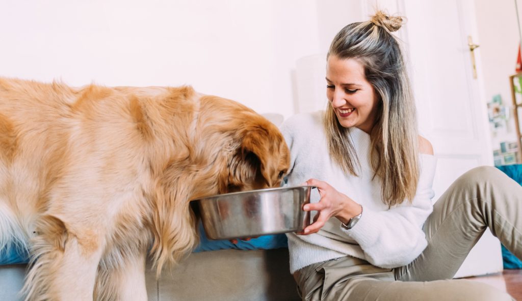 The Top Dog Bowls for Ultimate Pet Care