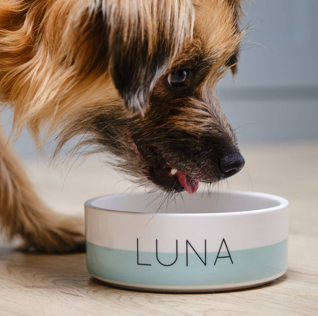 The Top Dog Bowls for Ultimate Pet Care