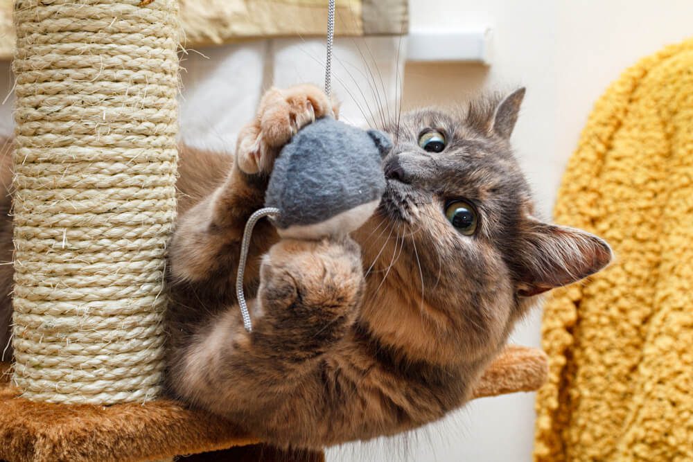 The Ultimate Guide to Finding the Best Kitten Toys