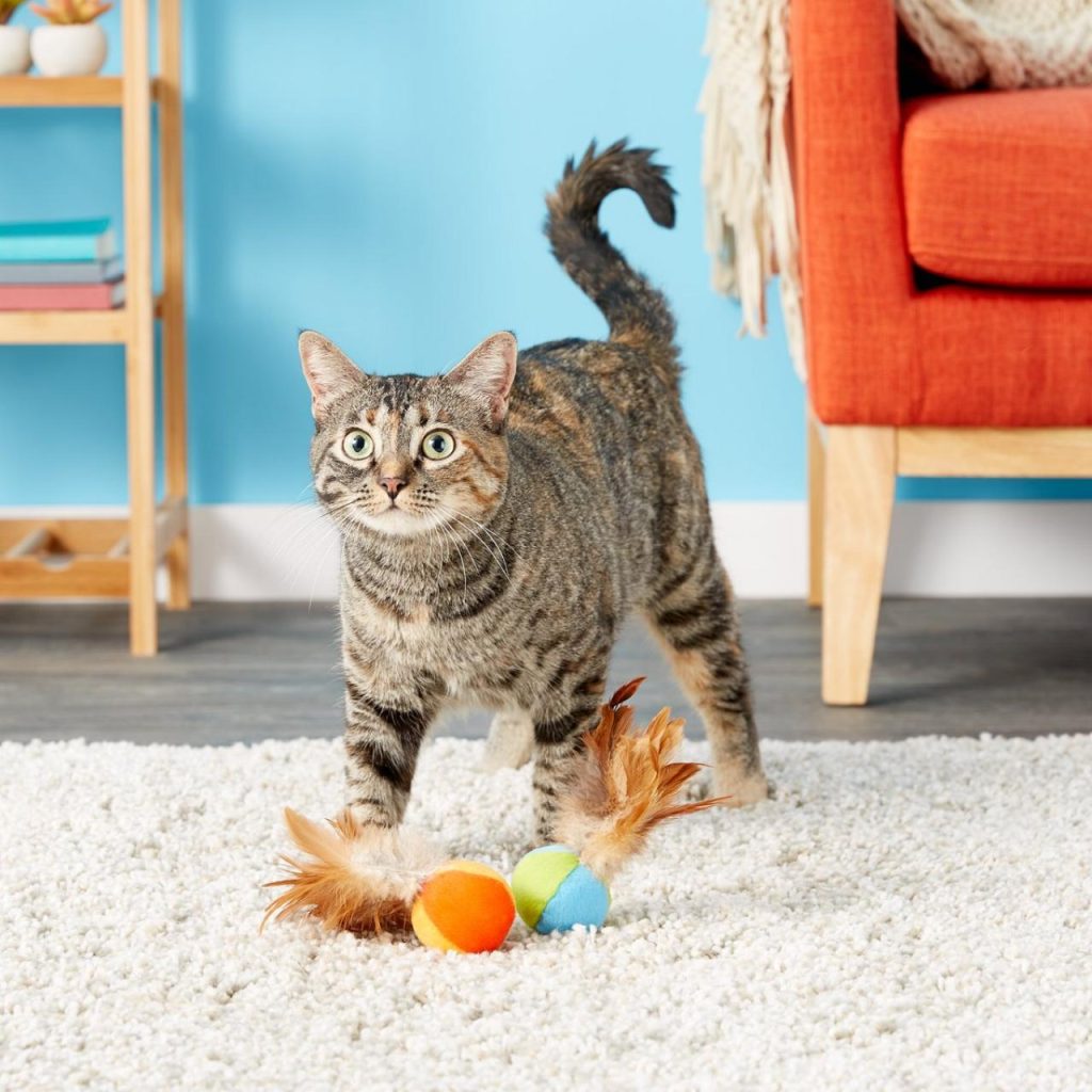 The Ultimate Guide to Finding the Best Kitten Toys