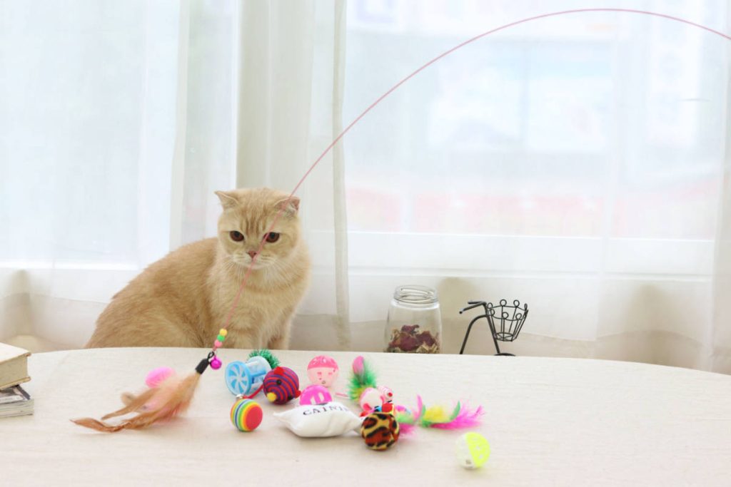 The Ultimate Guide to Finding the Best Kitten Toys