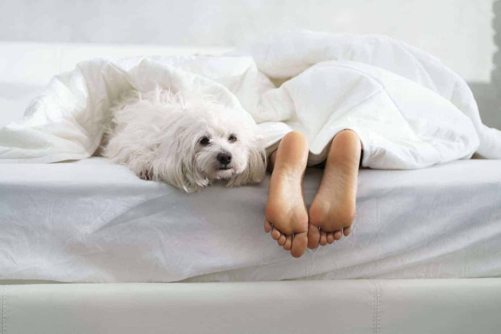 Tips for Keeping Your Bedding Clean When Sleeping with Your Dog