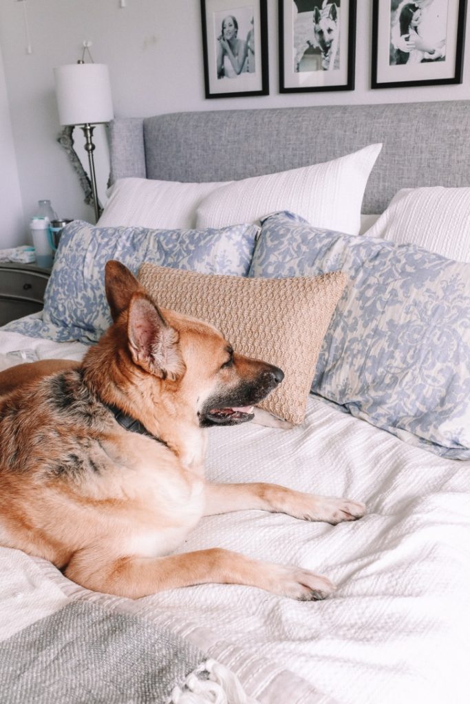 Tips for Keeping Your Bedding Clean When Sleeping with Your Dog