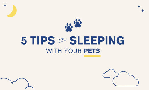 Tips for Keeping Your Bedding Clean When Sleeping with Your Dog