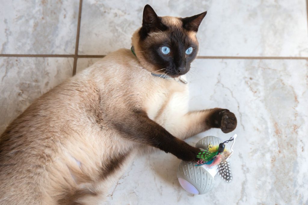 Top 10 Kitten Toys for Happy and Active Cats