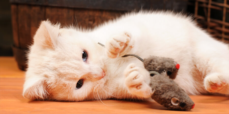 Top 10 Kitten Toys for Happy and Active Cats