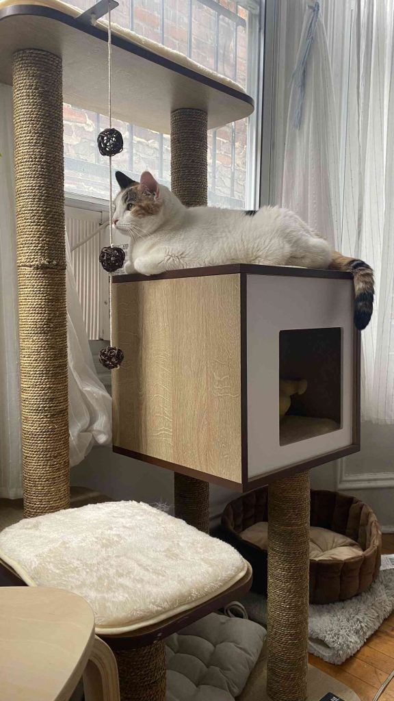 Top Rated Cat Trees