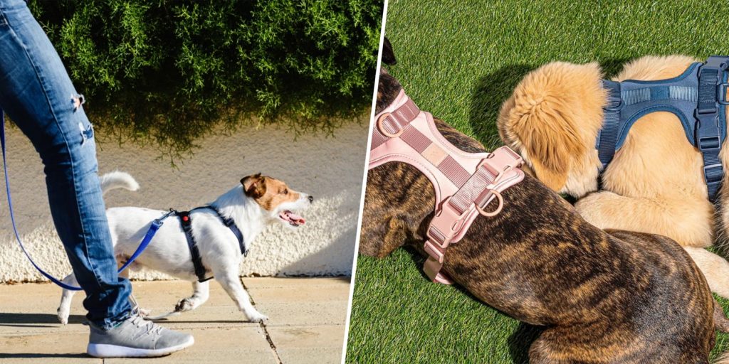 Top Rated Collars and Leashes